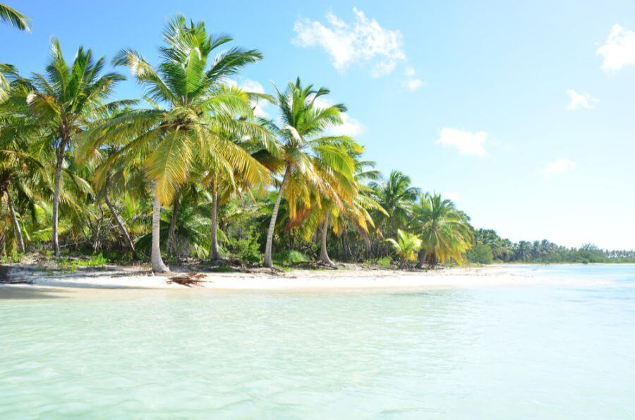 dominikana plaże palmy na plaży