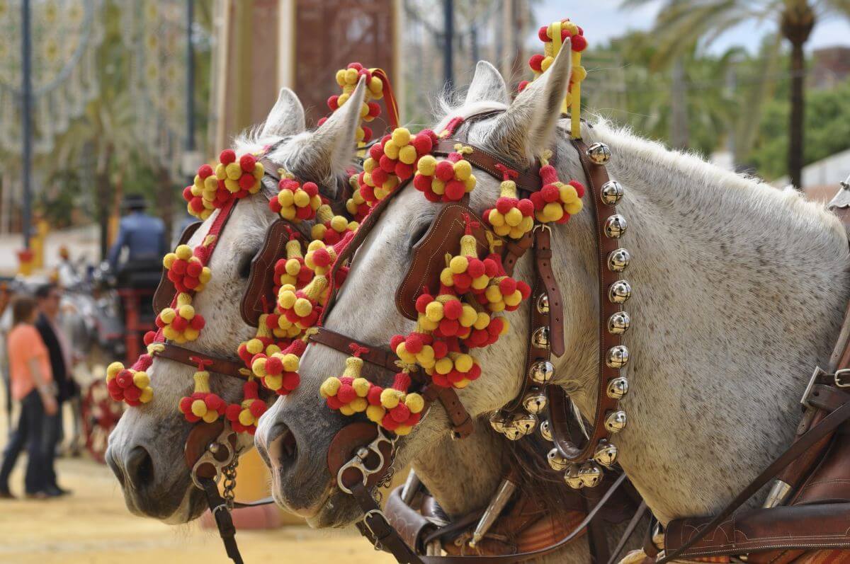 jerez de la frontera konie