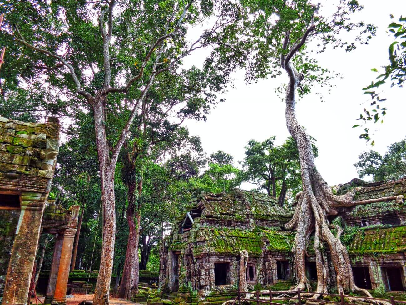 angkor wat domki i korzenie