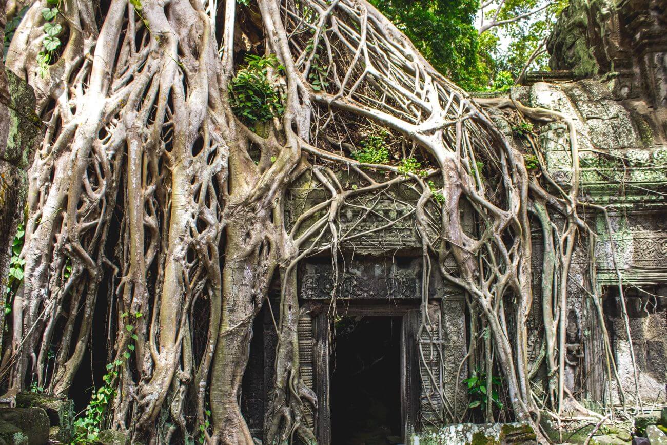 angkor wat wejście porośnięte przez korzenie