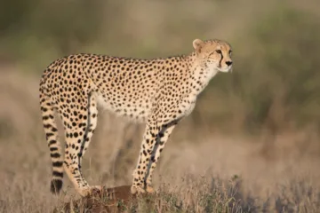 cheetah's rock