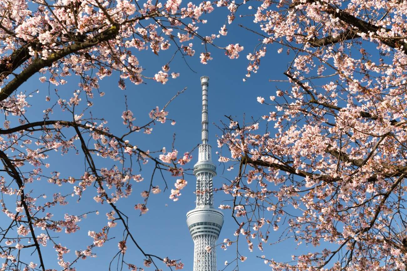 tokyo skytree widok zza drzewa