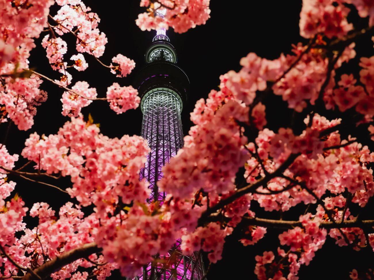 tokyo skytree widok zza pąków kwiatów