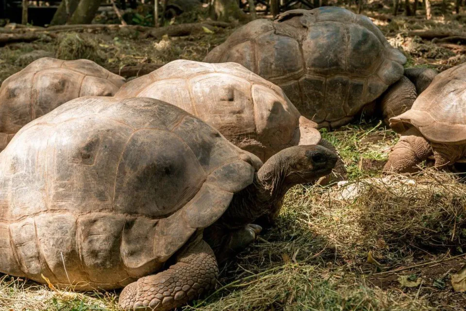 zanzibar fauna