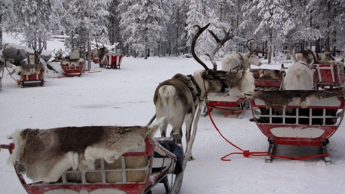 rovaniemi zaprzęg reniferów