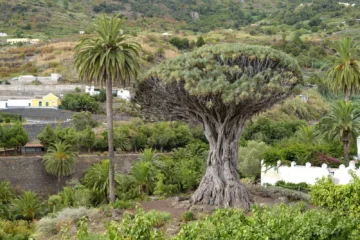 icod de los vinos