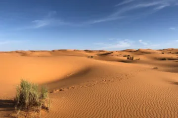 sahara