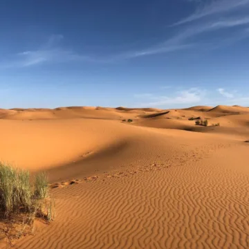 sahara