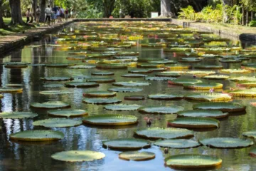 królewskie ogrody botaniczne kew