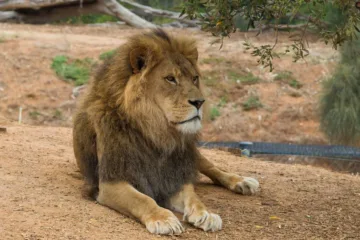 melbourne zoo