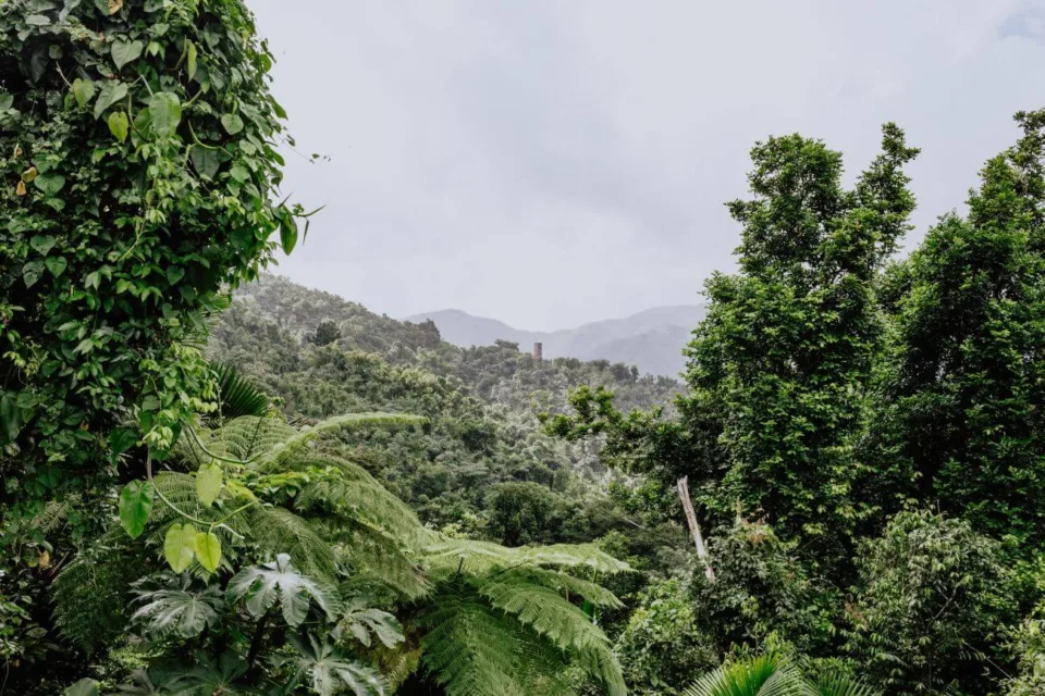 park narodowy el yunque