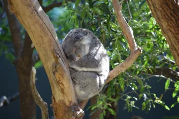 taronga zoo