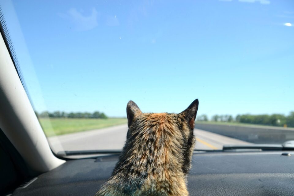 Długa podróż samochodem z kotem